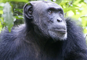 Chimpanzee Tracking Kibale