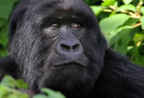 Gorilla Trekking Bwindi