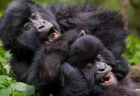 Gorilla Tours Uganda