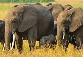 Wildlife Uganda