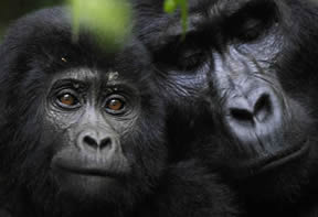Gorilla Trekking Rwanda