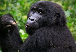 Gorilla Safaris Uganda