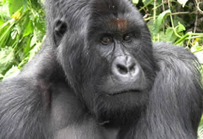 Mt. Gorilla Trek Congo
