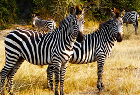 Wildlife Tour Uganda