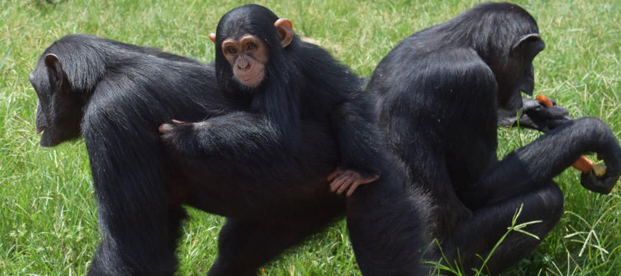 Chimpanzee Treks Uganda