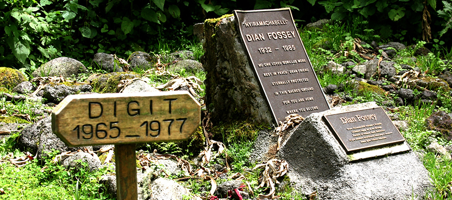 Dian Fossey Hike and Tomb Rwanda