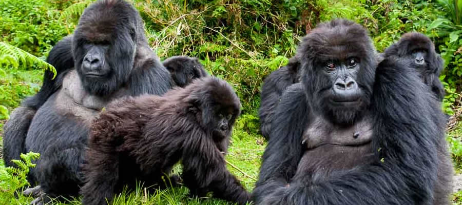 Gorilla Trekking Tours Rwanda