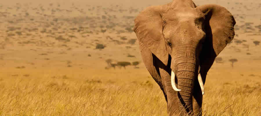 Wildlife Adventures in Uganda