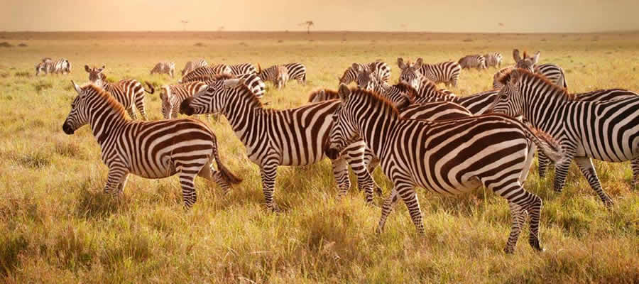 Wildlife Tours in Uganda