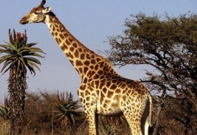 Murchison Falls National park Uganda