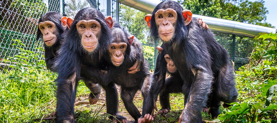 Chimpanzee watching at lwiro Chimpanzee Sanctuary