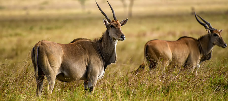 Wildlife Tours in Uganda